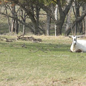 Arabian Oryx