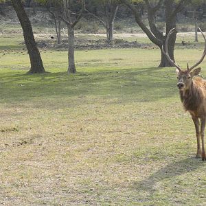 Red Deer