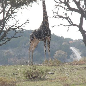 Rothschild's Giraffe