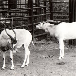 Zoo Prague in 80's - Addax