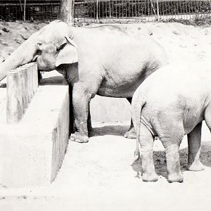 Zoo Prague in 80's - Asian Elephants