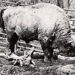 Zoo Prague in 80's - Bison