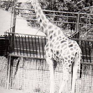 Zoo Prague in 80's - Giraffe