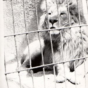Zoo Prague in 80's - Lion II