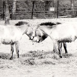 Zoo Prague in 80's - Przewalski's Horses