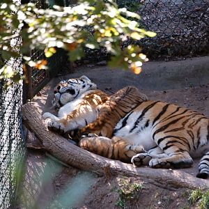 Tiger cubs sleeping with their mom - Pilsen Zoo