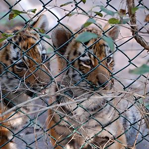Tiger cubs in Pilsen Zoo