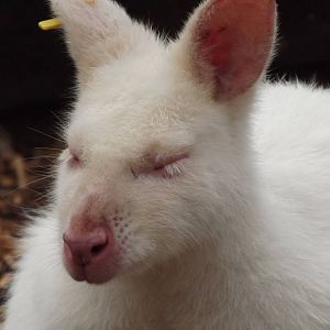 White Bennett's Wallaby at Blackpool zoo 16/10/11