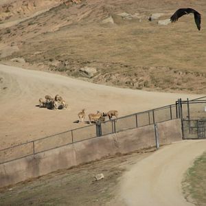 Central Asia - Transcaspian Urial