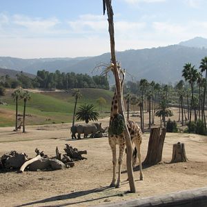 East Africa - Uganda Giraffe and Southern White Rhinoceros