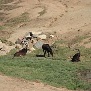 East Africa - Zambian Sable Antelope
