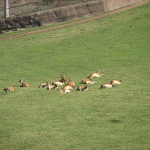 East Africa - Nile Lechwe