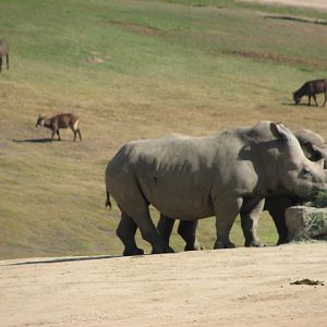 East Africa - Southern White Rhinoceros and Lake Victoria Defassa Waterbuck