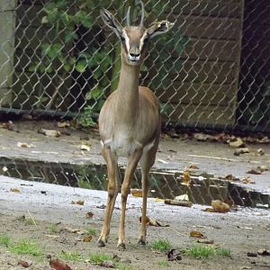 Arabian Gazelle at Blackpool zoo 16/10/11