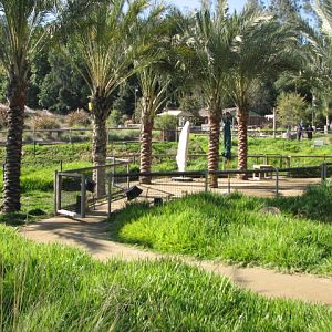 Cheetah Run - Premium Viewing Area