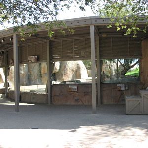 Lion Camp - Viewing Windows