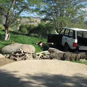 Lion Camp - South African Lion