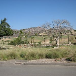 Africa Tram Safari - Lowland Nyala