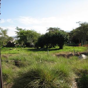 Africa Tram Safari - Cheetah Exhibit