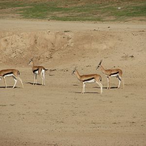 East Africa - Thomson's Gazelle