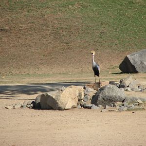 East Africa - East African Crowned Crane