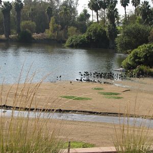 Africa Tram Safari - White-Faced Ibis (Wild)