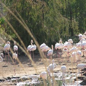 Africa Tram Safari - Greater Flamingo