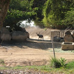 Africa Tram Safari - California Mule Deer (Wild)