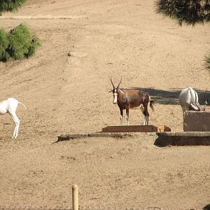 Africa Tram Safari - Addra Gazelle, Blesbok and Addax