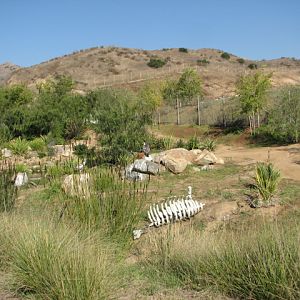 Africa Tram Safari - Bird Exhibit
