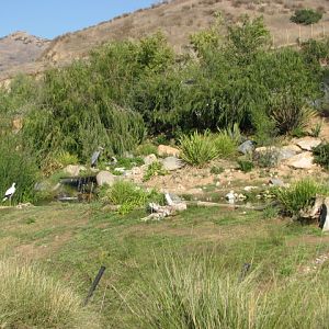 Africa Tram Safari - Bird Exhibit