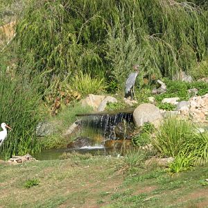 Africa Tram Safari - European White Stork and Goliath Heron