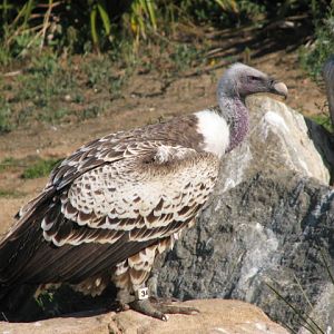Africa Tram Safari - Western Ruppell's Vulture