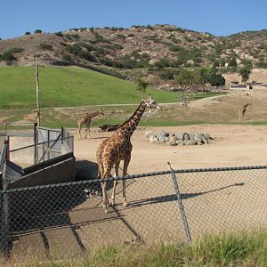 Southern Africa - Reticulated Giraffe
