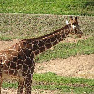 Southern Africa - Reticulated Giraffe