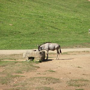 Southern Africa - Eastern White-Bearded Wildebeest