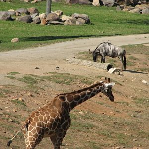 Southern Africa - Reticulated Giraffe and Eastern White-Bearded Wildebeest