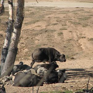Southern Africa - Cape Buffalo