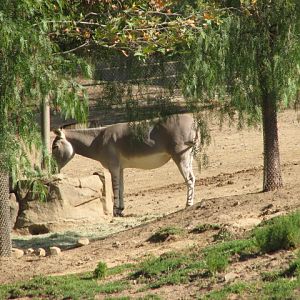 Africa Tram Safari - Somali Wild Ass