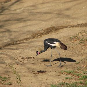 Central Africa - West African Crowned Crane