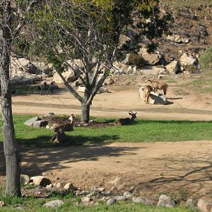 Central Africa - Southern Greater Kudu and Angolan Roan Antelope