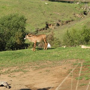 Central Africa - Angolan Roan Antelope