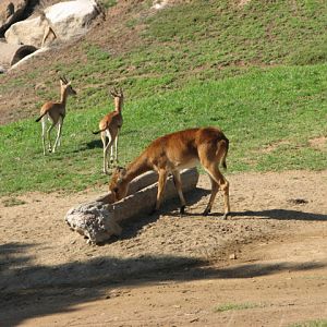 Central Africa - Uganda Kob and Sudan Red-Fronted Gazelle