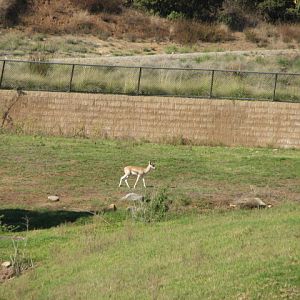 Central Africa - Slender-Horned Gazelle