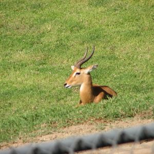 Central Africa - Uganda Kob
