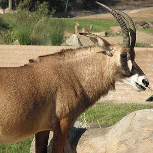 Central Africa - Angolan Roan Antelope