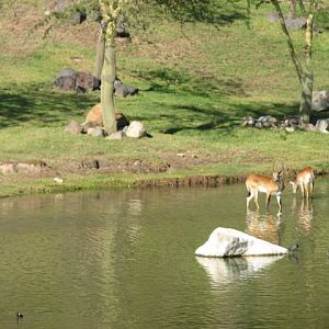 African Forest - Zambezi Lechwe