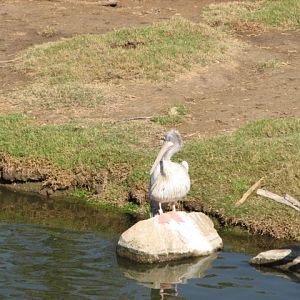 African Forest - Pink-Backed Pelican