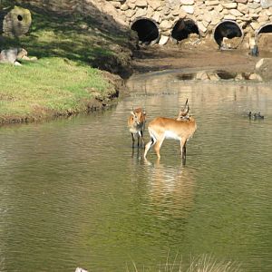 African Forest - Zambezi Lechwe