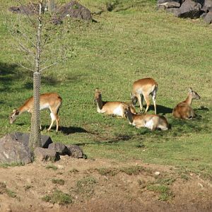 African Forest - Zambezi Lechwe